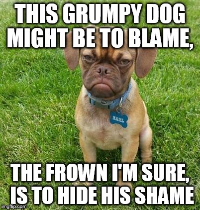 THIS GRUMPY DOG MIGHT BE TO BLAME, THE FROWN I'M SURE, IS TO HIDE HIS SHAME | made w/ Imgflip meme maker