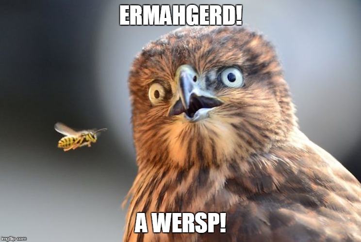 ermahgerd wasp | ERMAHGERD! A WERSP! | image tagged in patriotic eagle | made w/ Imgflip meme maker