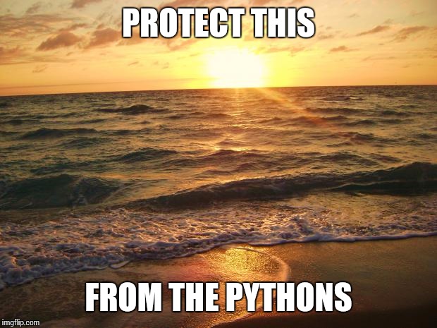 IF YOU DON'T KNOW ABOUT THIS SEARCH IT UP | PROTECT THIS FROM THE PYTHONS | image tagged in florida sunrise | made w/ Imgflip meme maker