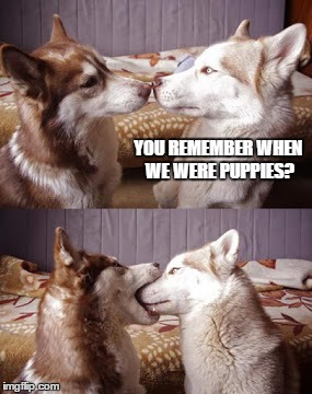 YOU REMEMBER WHEN WE WERE PUPPIES? | made w/ Imgflip meme maker