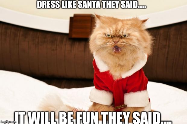 Angry Cat | DRESS LIKE SANTA THEY SAID..... IT WILL BE FUN THEY SAID.... | image tagged in angry cat | made w/ Imgflip meme maker