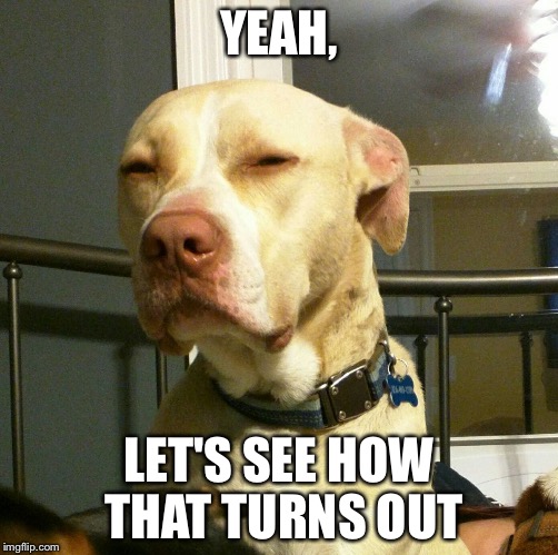 Suspicious Dog | YEAH, LET'S SEE HOW THAT TURNS OUT | image tagged in suspicious dog | made w/ Imgflip meme maker