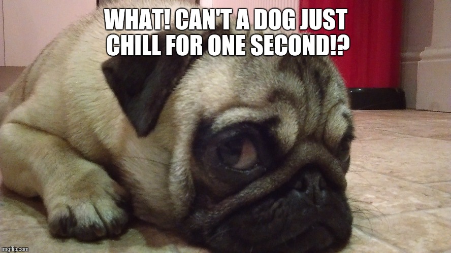 Doug is lazy | WHAT! CAN'T A DOG JUST CHILL FOR ONE SECOND!? | image tagged in pug,cute dog,lazy,dog | made w/ Imgflip meme maker