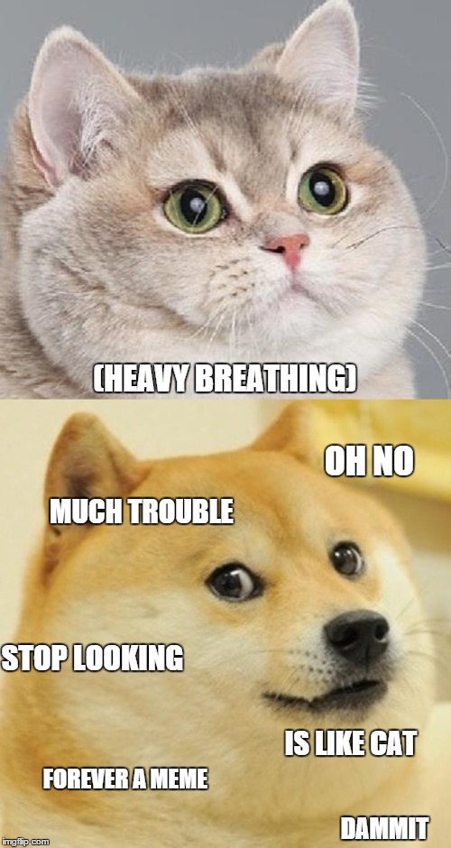 (HEAVY BREATHING) OH NO MUCH TROUBLE IS LIKE CAT FOREVER A MEME DAMMIT STOP LOOKING | made w/ Imgflip meme maker