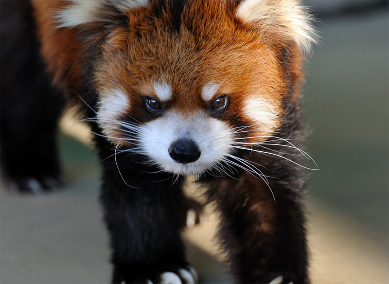 Red Panda Is Not Pleased Blank Meme Template