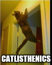 Catlisthenics | CATLISTHENICS | image tagged in catlisthenics | made w/ Imgflip meme maker