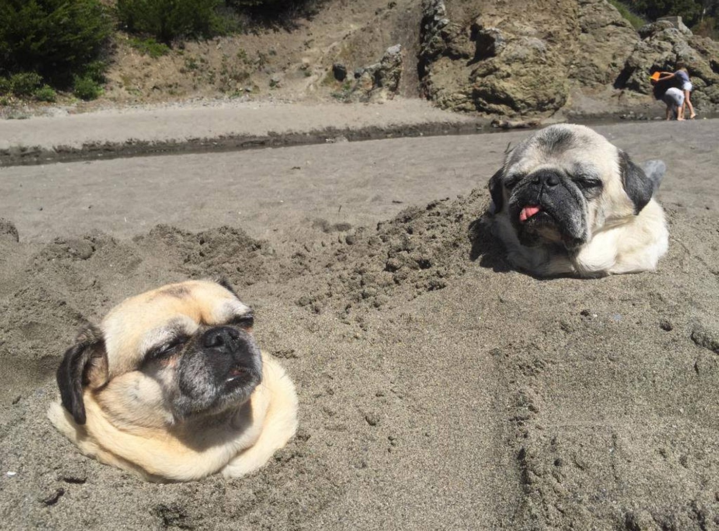High Quality Sunbathing pugs Blank Meme Template