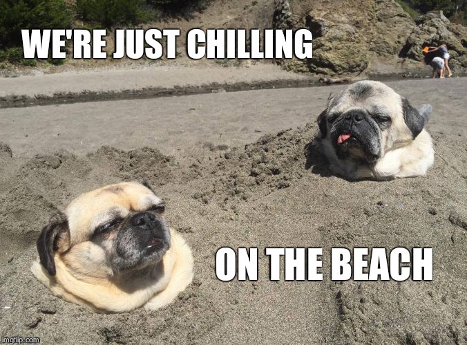 Sunbathing pugs | WE'RE JUST CHILLING ON THE BEACH | image tagged in sunbathing pugs | made w/ Imgflip meme maker