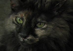 image tagged in cats | made w/ Imgflip meme maker