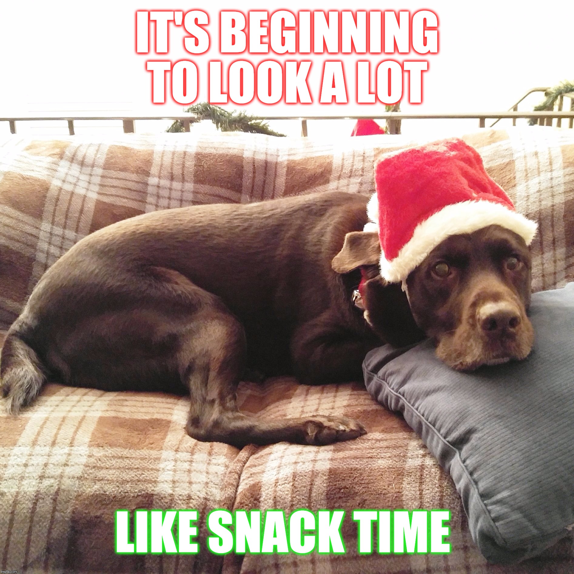 It's beginning to look a lot like snack time  | IT'S BEGINNING TO LOOK A LOT LIKE SNACK TIME | image tagged in chuckie the chocolate lab,hungry,christmas,funny memes,dog,santa clause | made w/ Imgflip meme maker