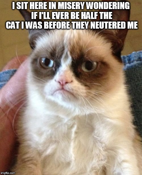 Grumpy Cat | I SIT HERE IN MISERY WONDERING IF I'LL EVER BE HALF THE CAT I WAS BEFORE THEY NEUTERED ME | image tagged in memes,grumpy cat | made w/ Imgflip meme maker