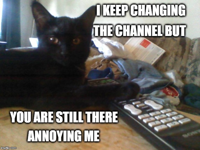 I Keep Changing The Channel | I KEEP CHANGING THE CHANNEL BUT YOU ARE STILL THERE ANNOYING ME | image tagged in funny animals,cats | made w/ Imgflip meme maker