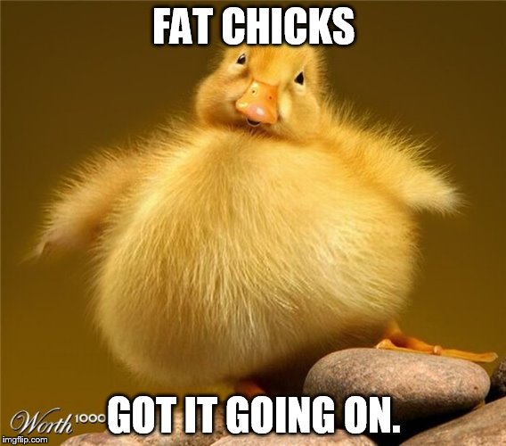 I'm not fat, I'm fluffy. | FAT CHICKS GOT IT GOING ON. | image tagged in fat chick,memes,animals,funny,chick,chicken | made w/ Imgflip meme maker