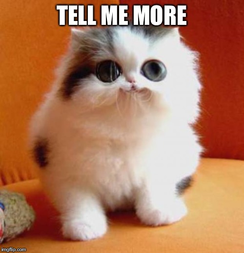 Big Eyes Cat | TELL ME MORE | image tagged in big eyes cat | made w/ Imgflip meme maker