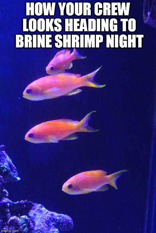 HOW YOUR CREW LOOKS HEADING TO BRINE SHRIMP NIGHT | made w/ Imgflip meme maker