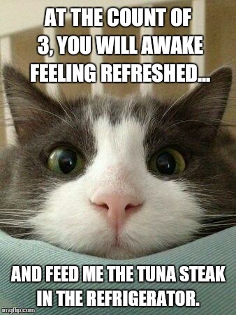 Hello Kitty Cat | AT THE COUNT OF 3, YOU WILL AWAKE FEELING REFRESHED... AND FEED ME THE TUNA STEAK IN THE REFRIGERATOR. | image tagged in hello kitty cat | made w/ Imgflip meme maker