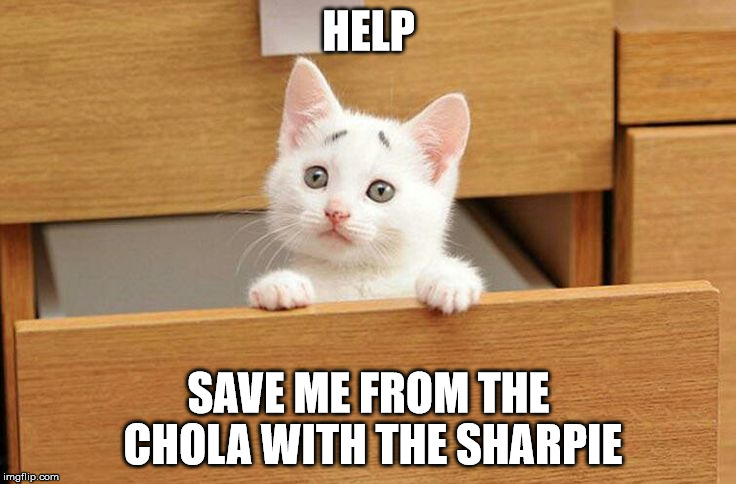 Concerned Kitty | HELP SAVE ME FROM THE CHOLA WITH THE SHARPIE | image tagged in kitty | made w/ Imgflip meme maker