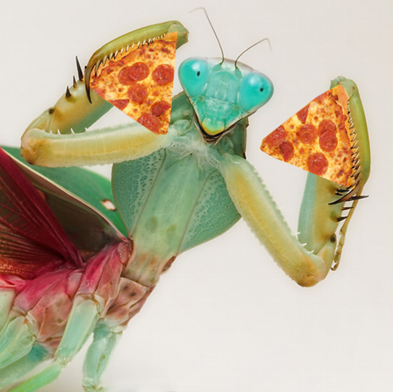 praying mantis pizza slices Blank Meme Template
