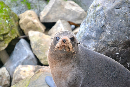 Angry seal Blank Meme Template