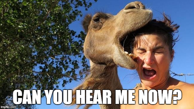 CAN YOU HEAR ME NOW? | image tagged in camel,bite,selfie,best,funyy,ever | made w/ Imgflip meme maker