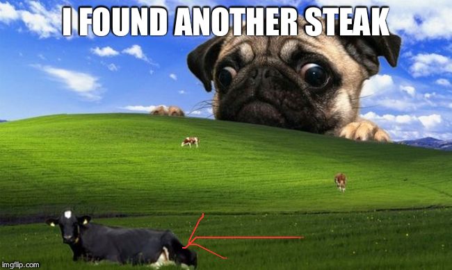 Pug Windows hill | I FOUND ANOTHER STEAK | image tagged in pug windows hill | made w/ Imgflip meme maker