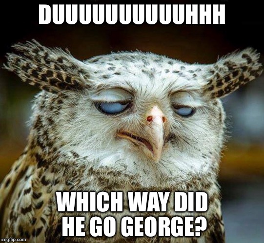 Dizzy owl | DUUUUUUUUUUHHH WHICH WAY DID HE GO GEORGE? | image tagged in owl | made w/ Imgflip meme maker