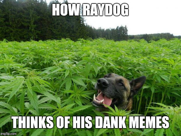 How Raydog Thinks Of His Sup3r Dank Memez | HOW RAYDOG THINKS OF HIS DANK MEMES | image tagged in weed policedog,raydog | made w/ Imgflip meme maker