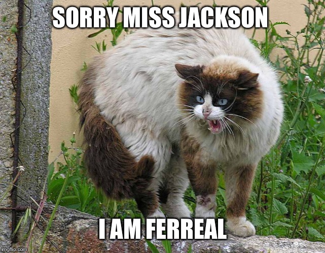 SORRY MISS JACKSON I AM FERREAL | image tagged in outkast,cats,cat | made w/ Imgflip meme maker