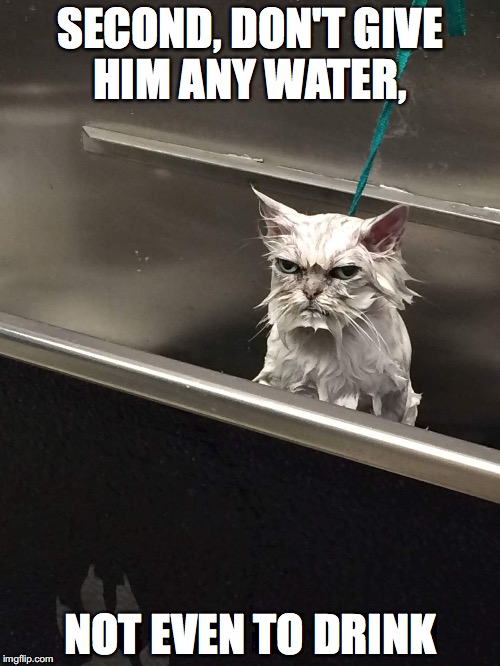 SECOND, DON'T GIVE HIM ANY WATER, NOT EVEN TO DRINK | image tagged in caturday | made w/ Imgflip meme maker