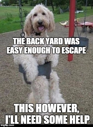 dog park | THE BACK YARD WAS EASY ENOUGH TO ESCAPE THIS HOWEVER, I'LL NEED SOME HELP | image tagged in dog | made w/ Imgflip meme maker