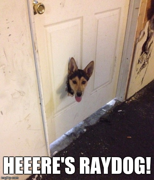 Run! He's got a keyboard! | HEEERE'S RAYDOG! | image tagged in the shining,here's johnny,raydog,animals | made w/ Imgflip meme maker