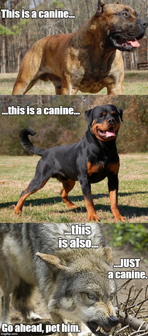 Doesn't make sense, does it? | This is a canine... ...this is also... ...this is a canine... ...JUST a canine. Go ahead, pet him. | image tagged in dogs,rifle response,satire | made w/ Imgflip meme maker