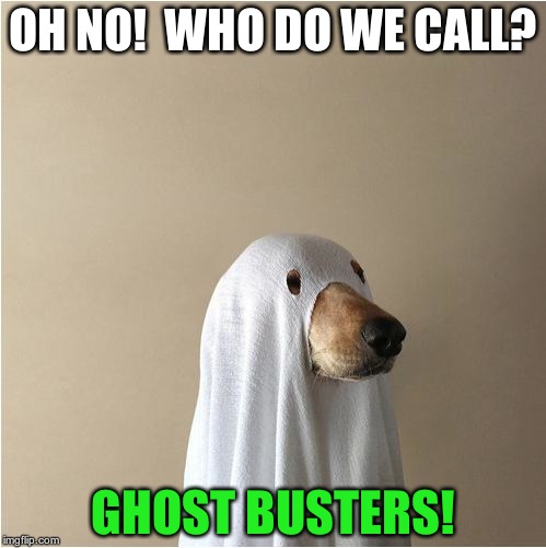 Ghost Doge | OH NO!  WHO DO WE CALL? GHOST BUSTERS! | image tagged in ghost doge | made w/ Imgflip meme maker