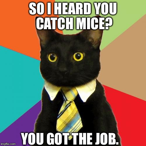 Business Cat | SO I HEARD YOU CATCH MICE? YOU GOT THE JOB. | image tagged in memes,business cat | made w/ Imgflip meme maker