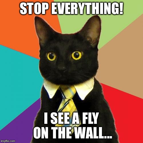 Business Cat | STOP EVERYTHING! I SEE A FLY ON THE WALL... | image tagged in memes,business cat | made w/ Imgflip meme maker