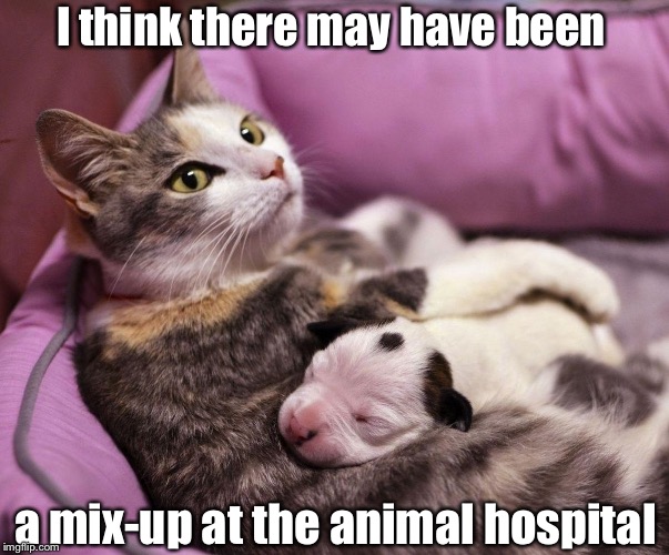 Baby switch  | I think there may have been a mix-up at the animal hospital | image tagged in cat,puppy,baby switch | made w/ Imgflip meme maker