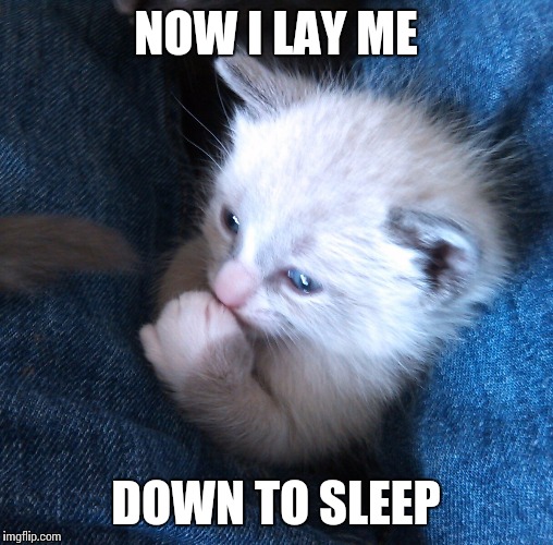 NOW I LAY ME DOWN TO SLEEP | image tagged in cute cat | made w/ Imgflip meme maker