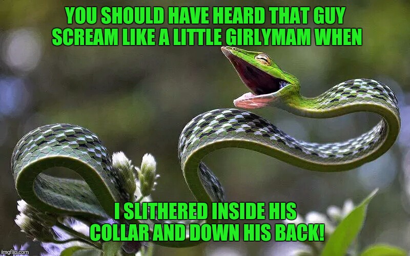 Scare tactics  | YOU SHOULD HAVE HEARD THAT GUY SCREAM LIKE A LITTLE GIRLYMAM WHEN I SLITHERED INSIDE HIS COLLAR AND DOWN HIS BACK! | image tagged in snake | made w/ Imgflip meme maker