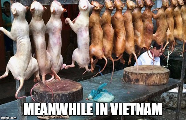 Kitty | MEANWHILE IN VIETNAM | image tagged in cats | made w/ Imgflip meme maker