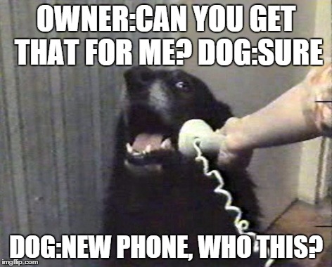 dog got your phone | OWNER:CAN YOU GET THAT FOR ME?DOG:SURE DOG:NEW PHONE, WHO THIS? | image tagged in hello this is dog | made w/ Imgflip meme maker