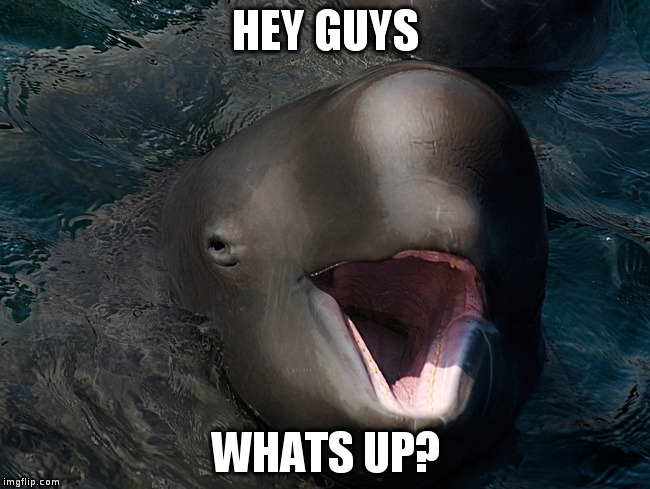 HEY GUYS WHATS UP? | made w/ Imgflip meme maker