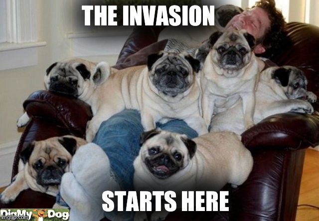 Pug invasion | THE INVASION STARTS HERE | image tagged in pug invasion | made w/ Imgflip meme maker