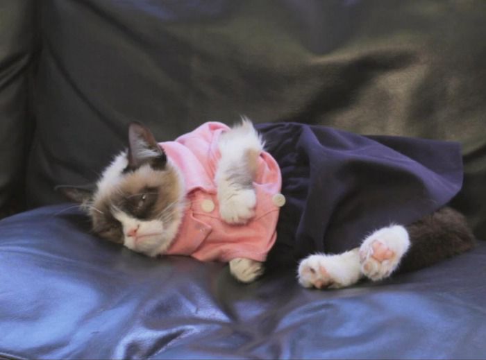 High Quality Grumpy Cat Dressed Up Blank Meme Template
