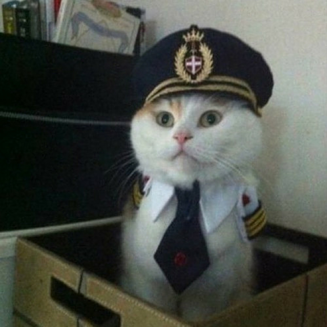 captain cat Blank Meme Template