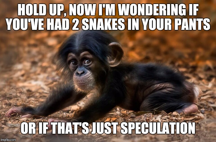 HOLD UP, NOW I'M WONDERING IF YOU'VE HAD 2 SNAKES IN YOUR PANTS OR IF THAT'S JUST SPECULATION | made w/ Imgflip meme maker