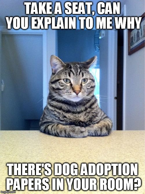 Take A Seat Cat | TAKE A SEAT, CAN YOU EXPLAIN TO ME WHY THERE'S DOG ADOPTION PAPERS IN YOUR ROOM? | image tagged in memes,take a seat cat | made w/ Imgflip meme maker
