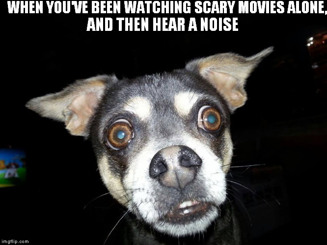 WHEN YOU'VE BEEN WATCHING SCARY MOVIES ALONE, AND THEN HEAR A NOISE | image tagged in memes,dogs | made w/ Imgflip meme maker