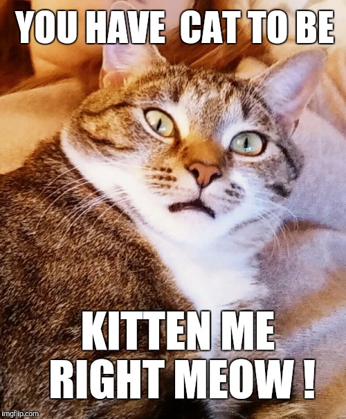 Cat acting surprised  | YOU HAVE CAT TO BE KITTEN ME RIGHT MEOW ! | image tagged in cats,cat,grumpy cat,kitten,kittens,funny cats | made w/ Imgflip meme maker