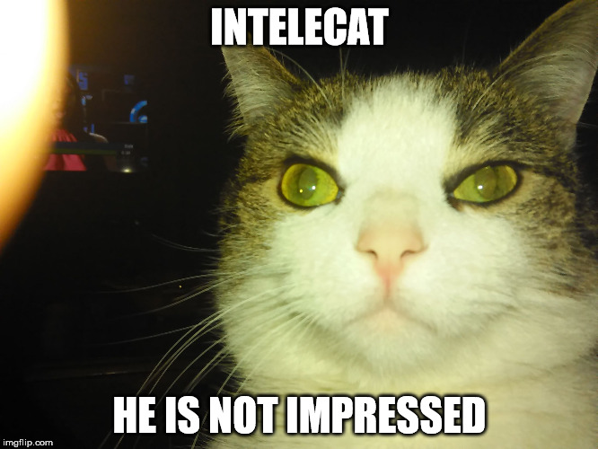 Intelecat | INTELECAT HE IS NOT IMPRESSED | image tagged in intelecat | made w/ Imgflip meme maker