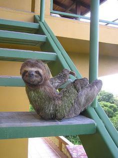 High Quality Sloth on the stairs  Blank Meme Template